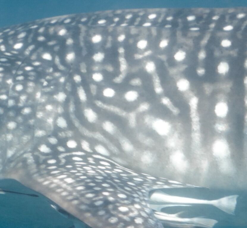 a5bbee6e-f9e9-4569-a931-93d164518f8c