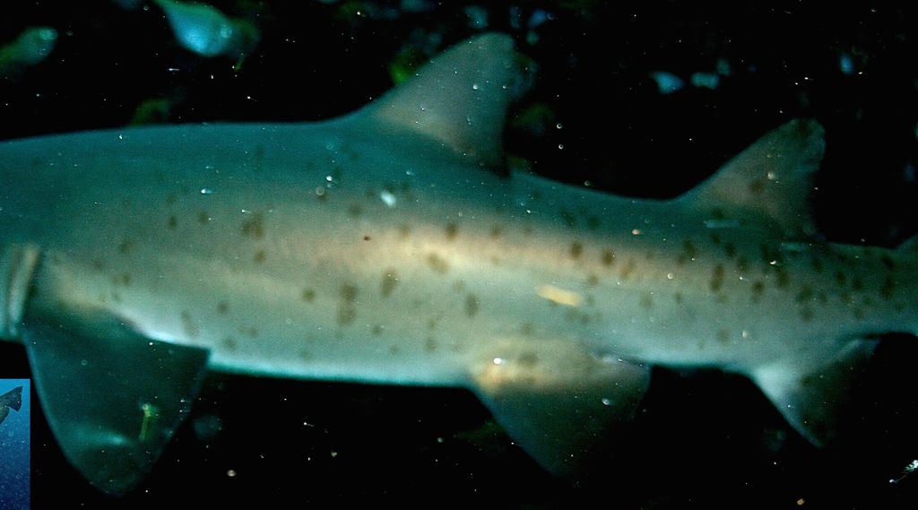 f7083239-d847-4fbf-a663-384909549df8