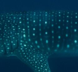 5ea467d6-1189-4b20-bb62-5b6354cb68bf