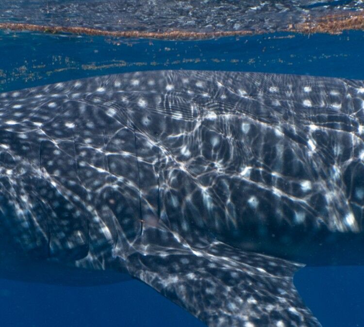 680c731e-52af-4ef3-a330-8788f07c4f38