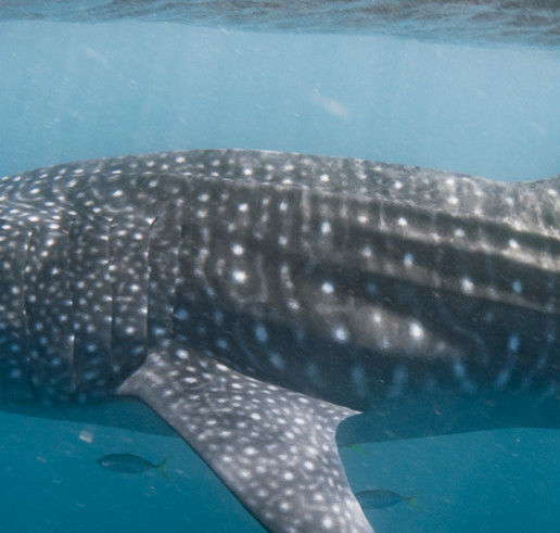 8cf35555-e834-4a1a-b1e9-63f3a1f3d4c9