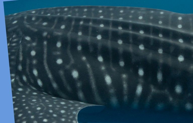 4e3a07ad-2803-419d-b330-d0862611c294