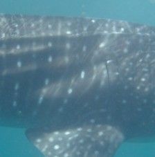 a2edff80-2f89-4ec2-8813-0981d6c59116