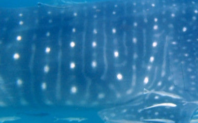 7471e4ad-5f67-4b8c-9775-de28ba1c1e77