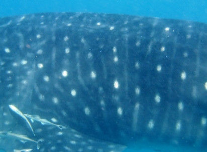 7471e4ad-5f67-4b8c-9775-de28ba1c1e77