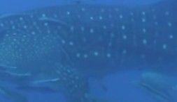 f349bd7a-688c-4608-a091-2a670aa7891c