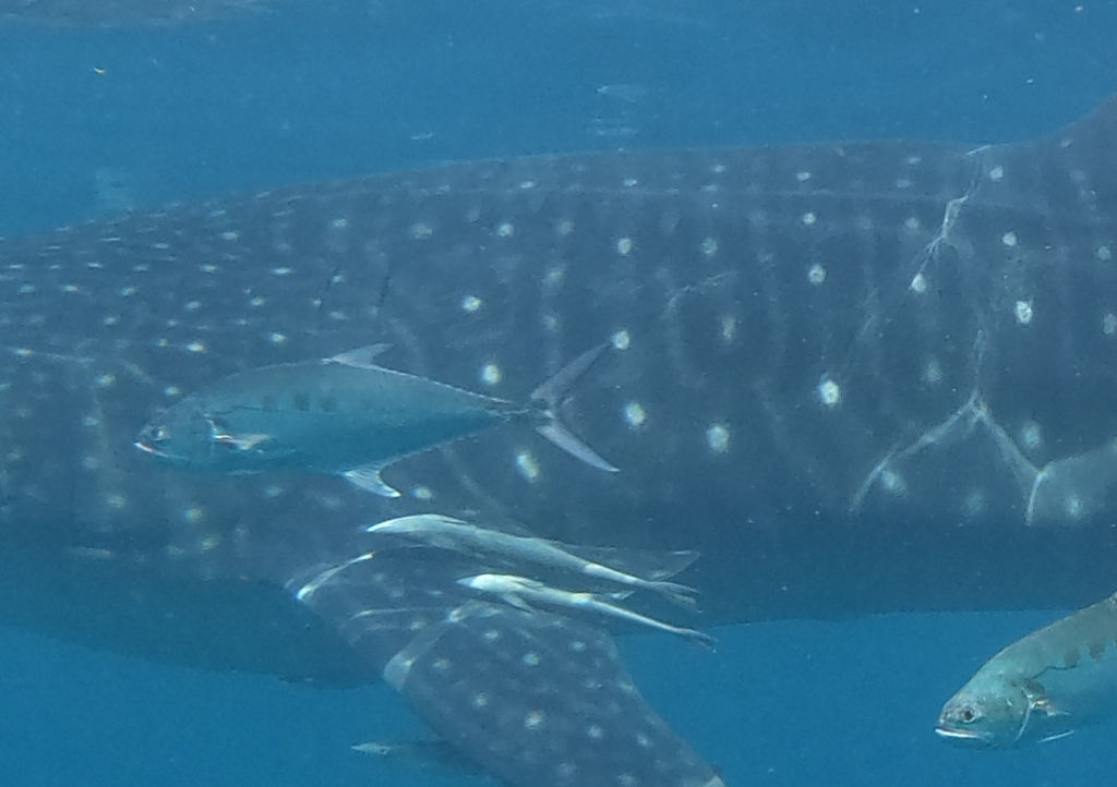 4dac0066-5384-4ec6-8693-aee05be56d88