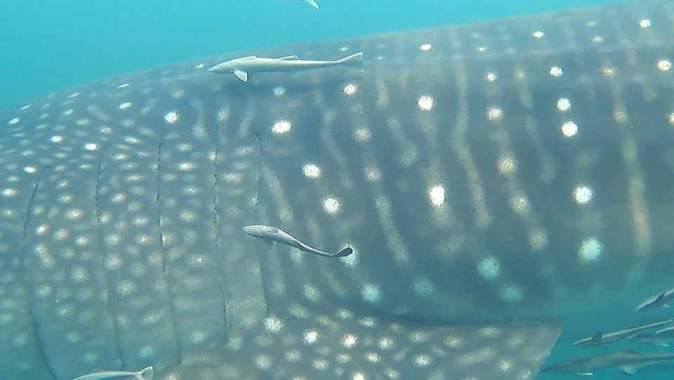 0fd90745-b9fe-4265-8a6e-57a212a24610