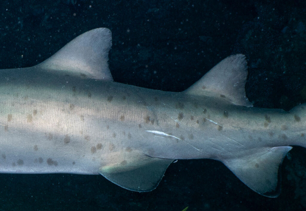 c4d978b1-10b1-424b-9f93-94011d5005a8