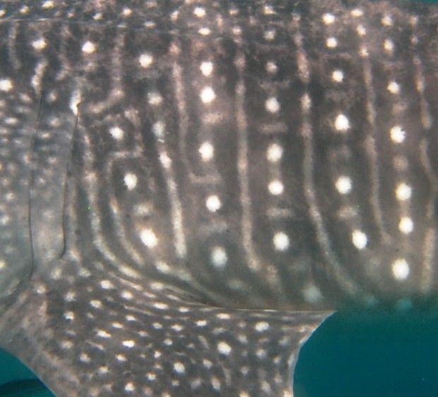 299ee355-3393-4600-afa6-632ca1e65864