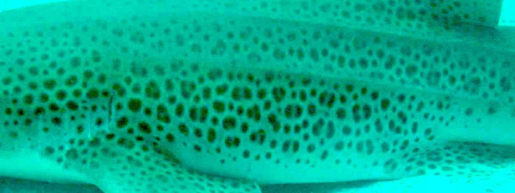 21a6c1dc-ac43-4e30-9b4f-73e60d821ead