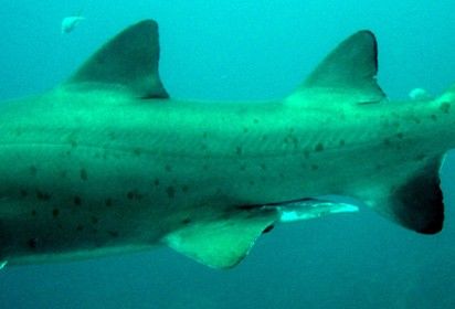 f5042fef-05cf-4b09-9487-1517ff4bb741