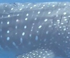 03aaedf1-c950-4063-95af-dca8fcfda47b