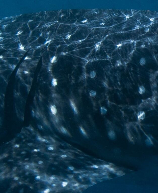 2c305160-cb55-4141-91ca-c1448106def9