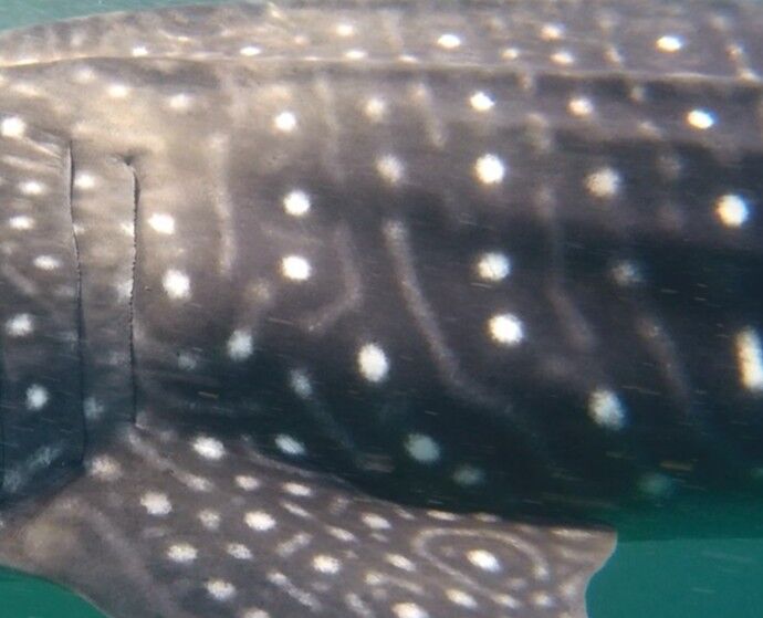 ebd7d831-5424-4eb7-af39-4526e4d70f74