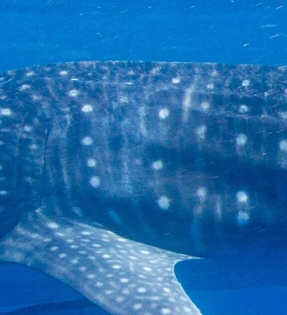 713da931-b180-49d4-b1d7-e32c219fb70e