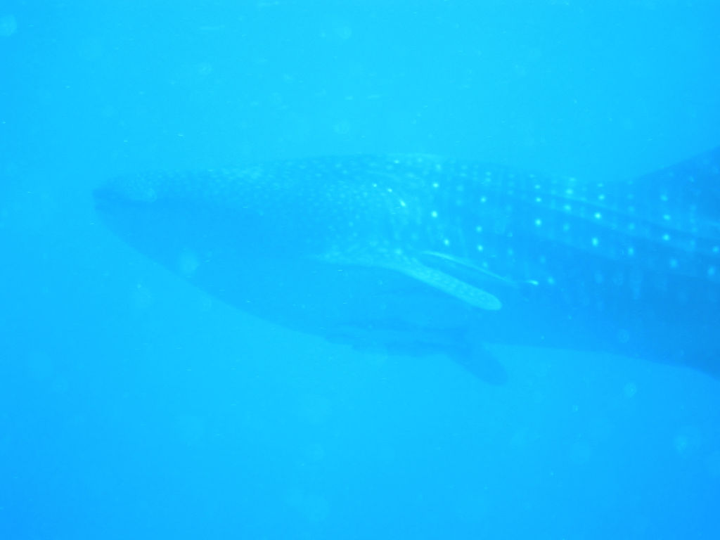 e1dd7b04-6ccf-4a37-9b78-83beb2479552