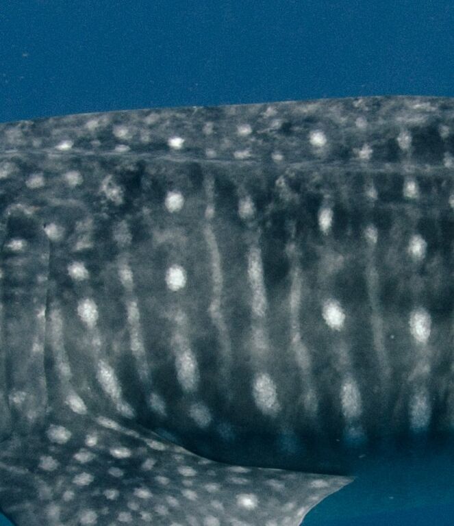 35ee9116-ae48-499f-b1d5-08c8add8e8c3