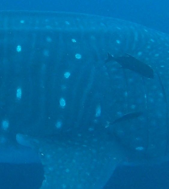 c37cb124-7d1b-411e-bef0-281ddbf3331c