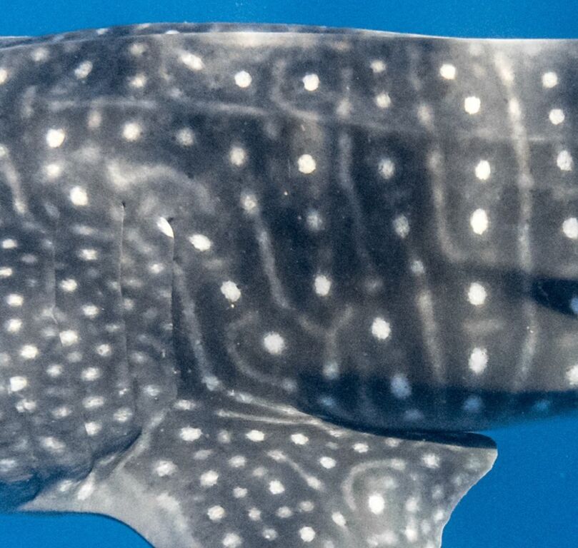 5a26cb63-37e4-4915-b944-7ed6738a4295