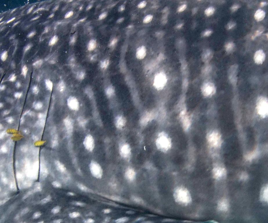 69b4958a-e819-4cac-8c8f-d7f413a5d9e5