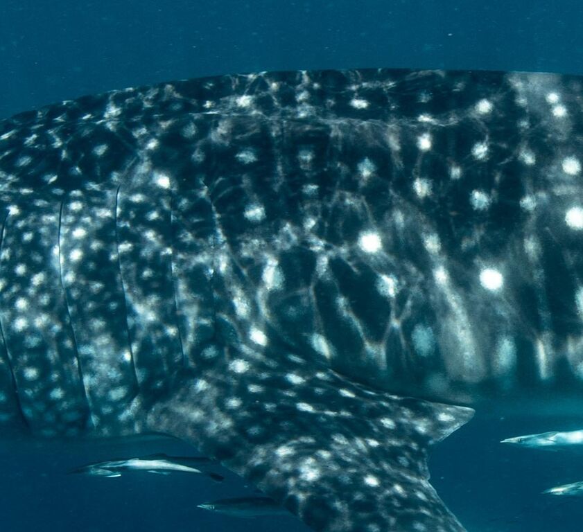 440332b2-23be-40c8-87e5-44a4dc4398cf