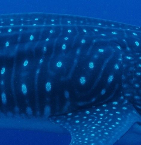 dca4d479-769f-48a7-b985-832732700929