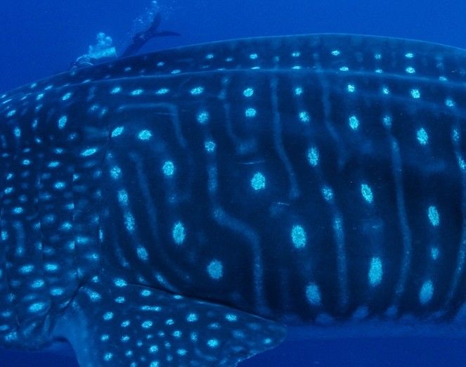 dca4d479-769f-48a7-b985-832732700929