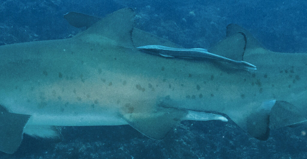 6b0506d1-fb75-4696-b67a-0f9c6017a3a9