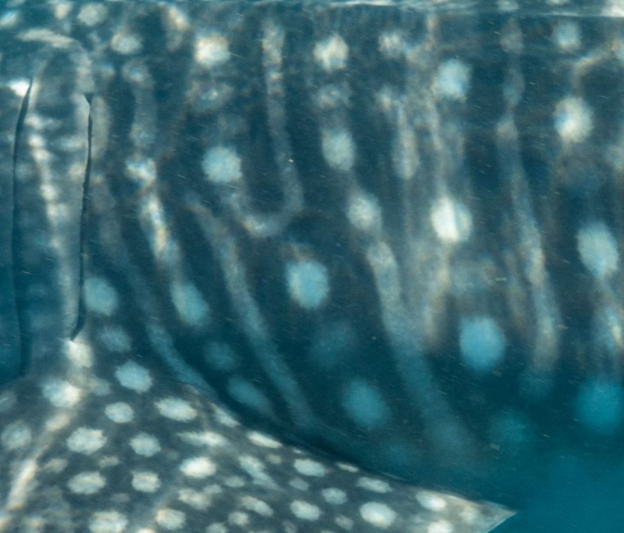 ec75217e-fdc3-4f92-b6f9-b40215bfa00c