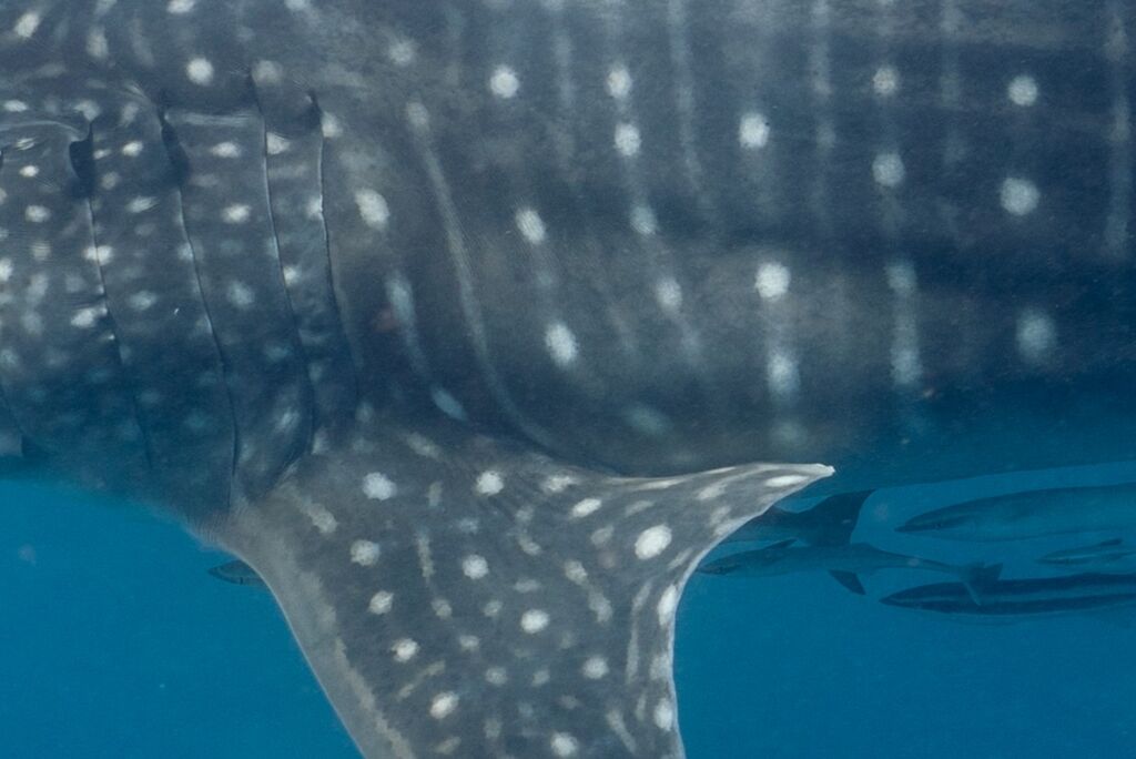 e432fded-7bcf-45c0-a0c1-1f4088d7ba4a