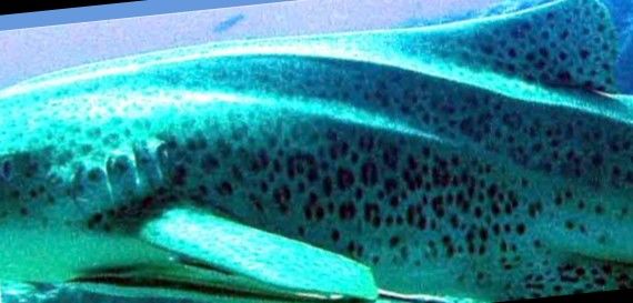 0dc85af1-c082-4b71-9b8e-d6870419f19d