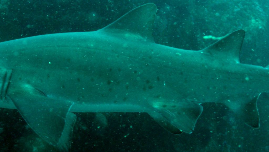 305e979a-24fc-4e80-bb3f-bdefd46295c7