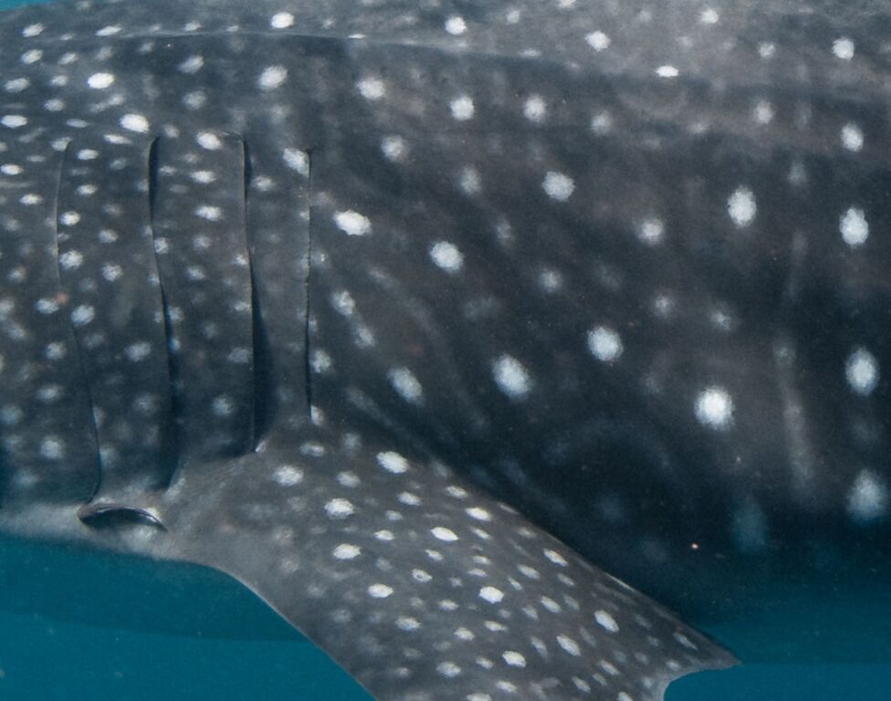 ec980c4f-71b4-4fb3-9a2b-0f6f54723e03