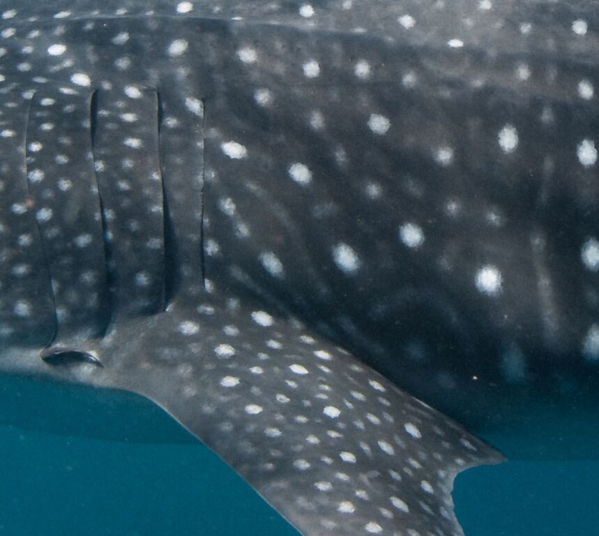 ec980c4f-71b4-4fb3-9a2b-0f6f54723e03