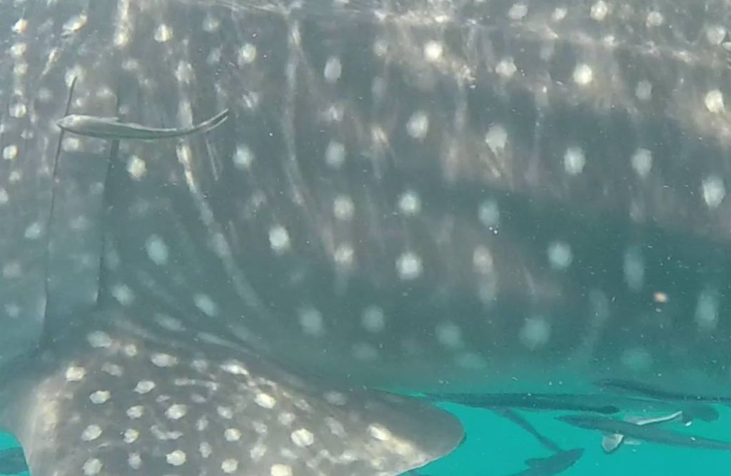 4d15b8ba-4eac-4623-8bde-355256bf43f8