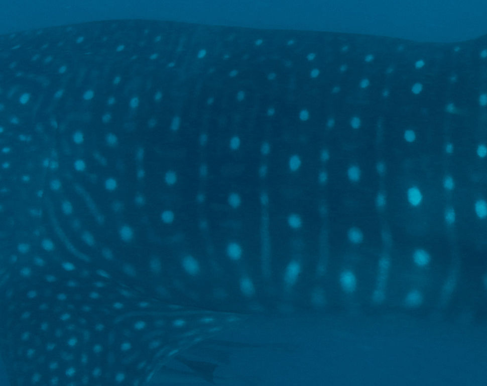 0d506037-2226-4392-861e-6dd8d1a7696b