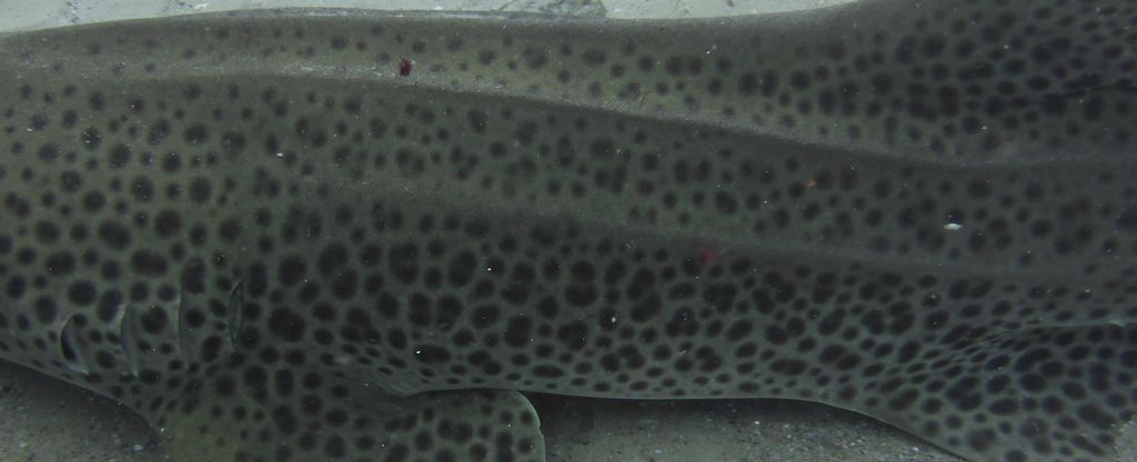 a13f2ac7-478b-43b3-87ea-4631171600e8