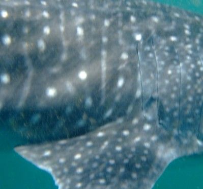 24c16a69-5a29-4138-93dc-0ed731ba8cb5