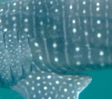 24c16a69-5a29-4138-93dc-0ed731ba8cb5