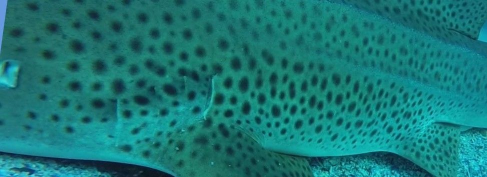 a62dc779-4720-4379-9956-9be28e2e9720