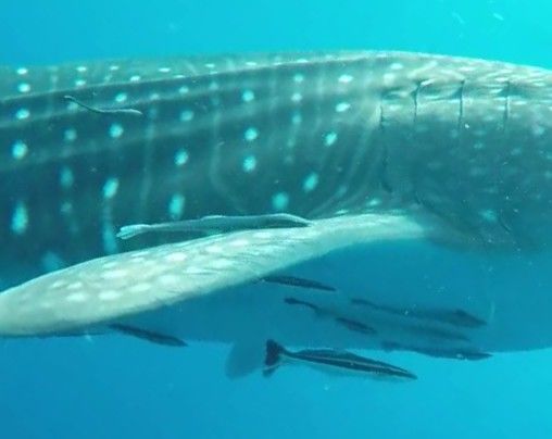 aea5544f-7d89-46fd-86af-51749336db7c