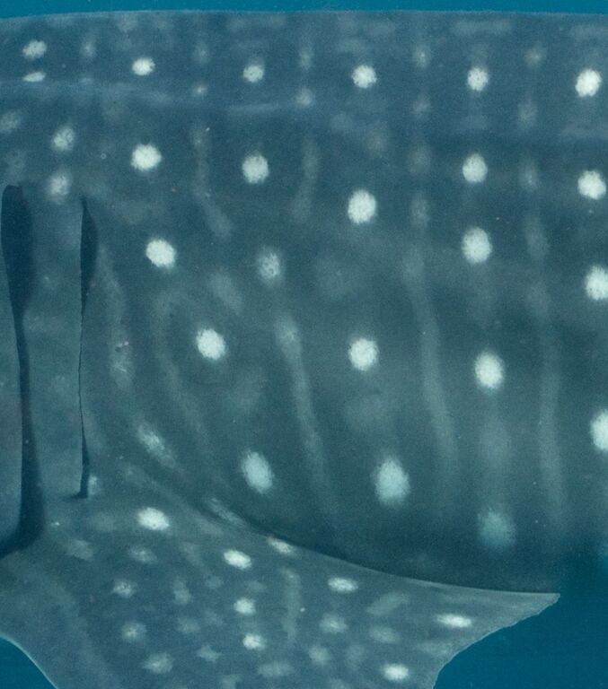 c4d2f94f-a3fd-49de-8cf5-b5ccb9a3d69f