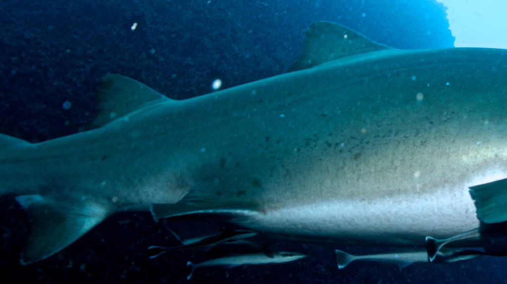 008736b6-4e96-41b4-890b-86547516bc13