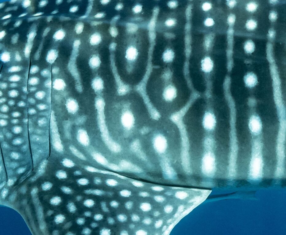 bdfbda7a-3e93-4ccf-b6b4-65384cc2c071