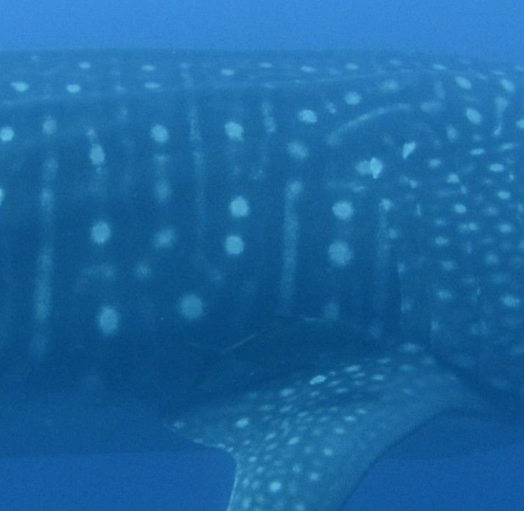 558f6a2a-f560-415e-8ee8-cf6477e75530