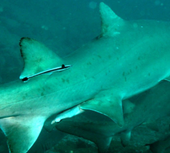 646e0f79-66f5-4577-bfa2-0ce21aade9f5