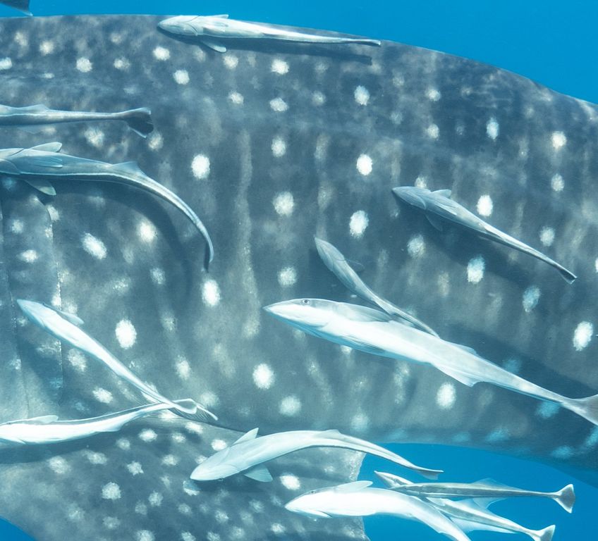 19264ea4-050a-441f-82b4-a673f572aa12