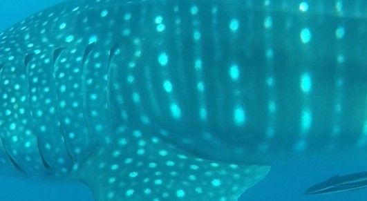 526fb952-161a-40f8-a984-941600f37a8f