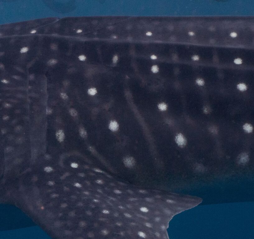 1551a82c-4ceb-4aec-8c0f-d5ee2837cc71